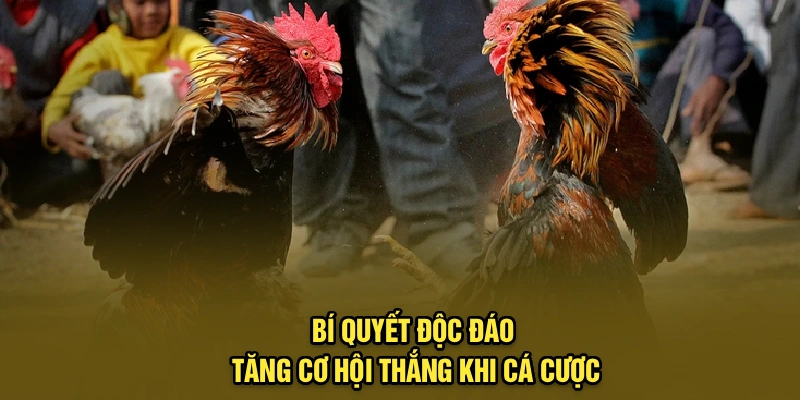 Bí quyết độc đáo tăng cơ hội thắng khi cá cược