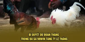 Bí Quyết Dự Đoán Thắng Trong Đá Gà 98Win Tăng Tỷ Lệ Thắng