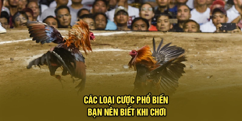Các loại cược phổ biến bạn nên biết khi chơi