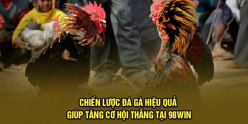 Chiến lược đá gà hiệu quả giúp tăng cơ hội thắng tại 98Win