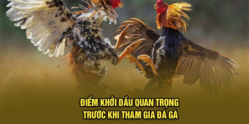 Điểm khởi đầu quan trọng trước khi tham gia đá gà