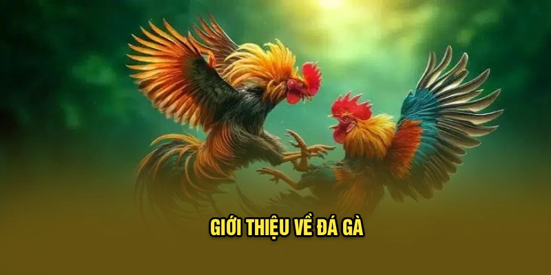 Giới thiệu về đá gà