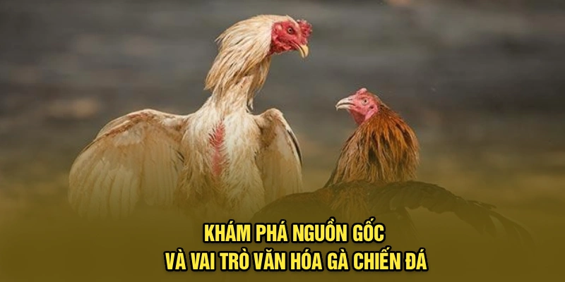 Khám phá nguồn gốc và vai trò văn hóa gà chiến đá