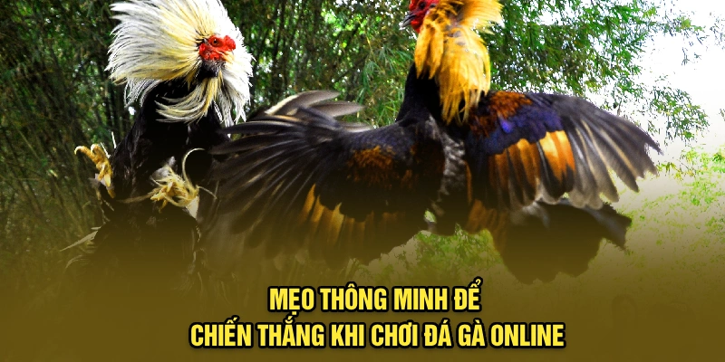 Mẹo thông minh để chiến thắng khi chơi đá gà online