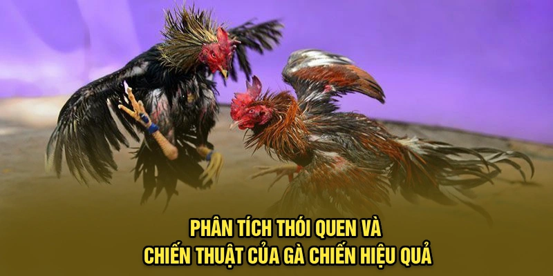 Phân tích thói quen và chiến thuật của gà chiến hiệu quả
