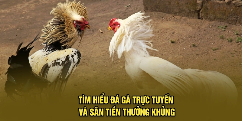 Tìm hiểu đá gà trực tuyến và săn tiền thưởng khủng
